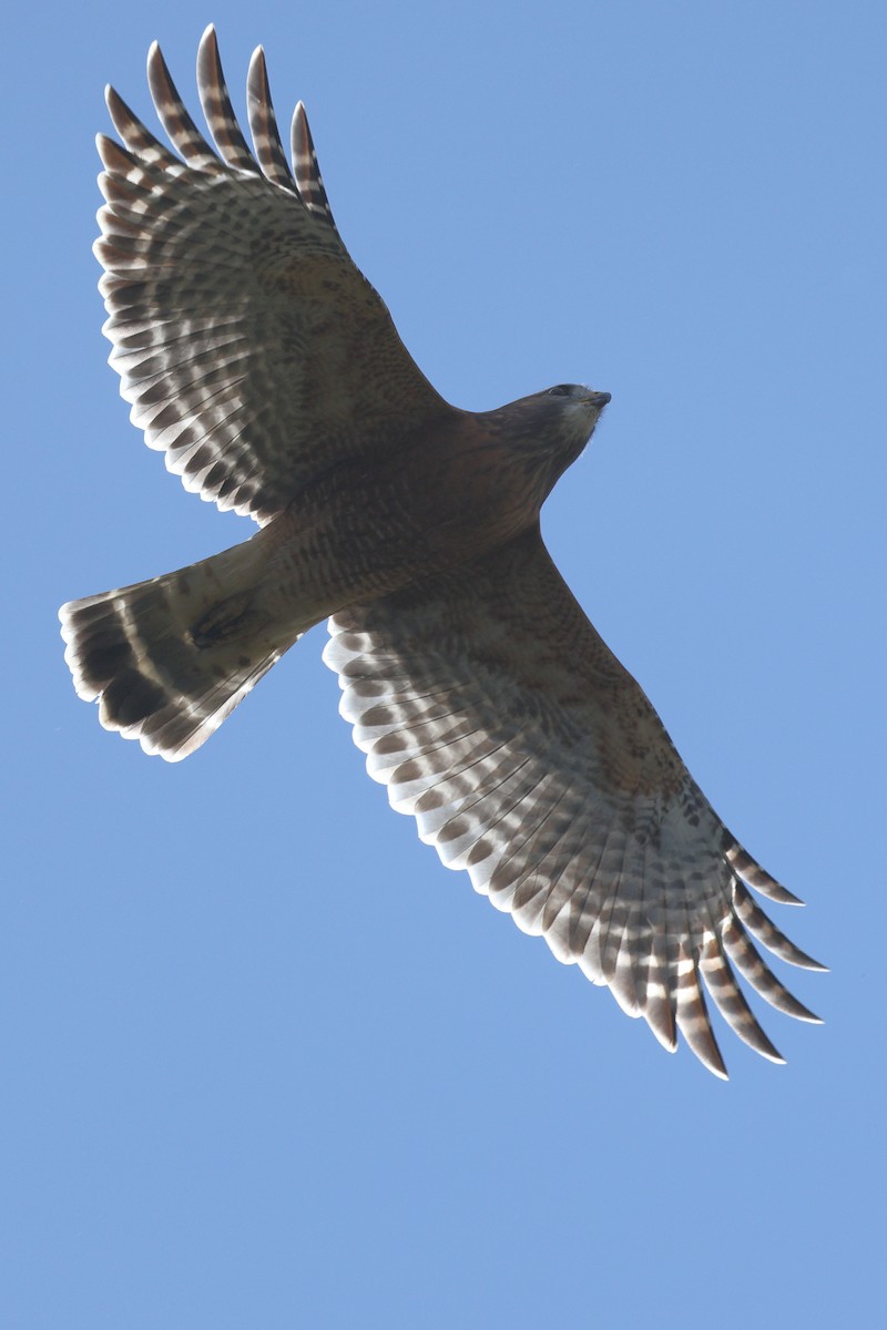 Red-shouldered Hawk - ML643522515