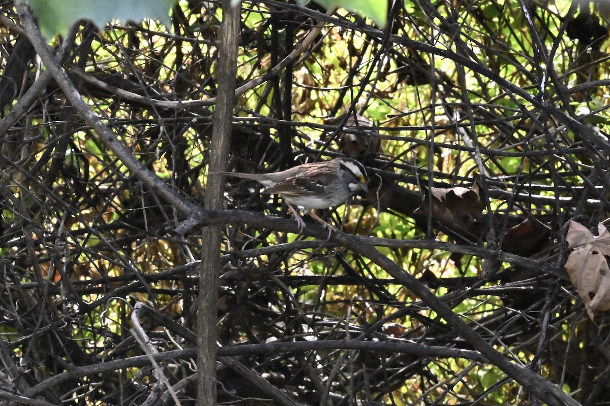 White-throated Sparrow - ML643522528