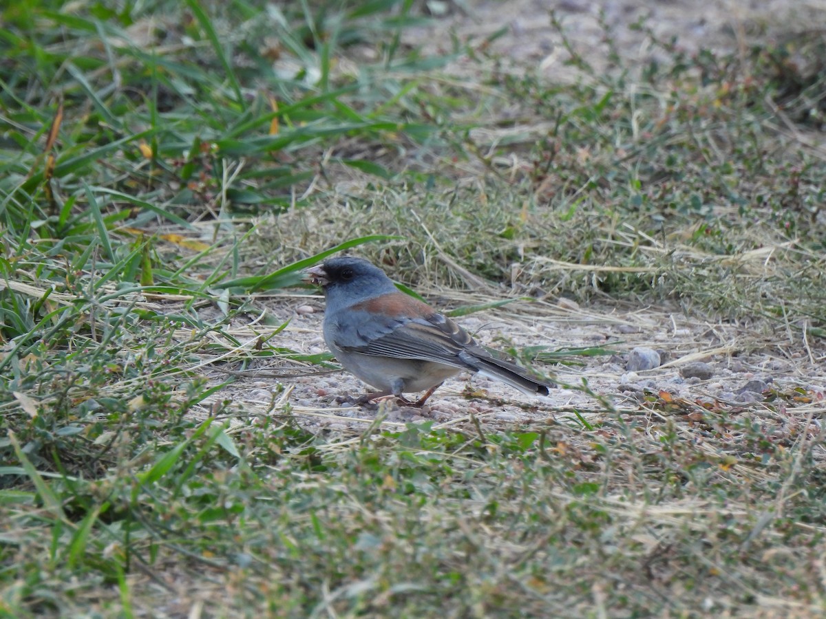 strnadec zimní (ssp. caniceps) - ML643522530