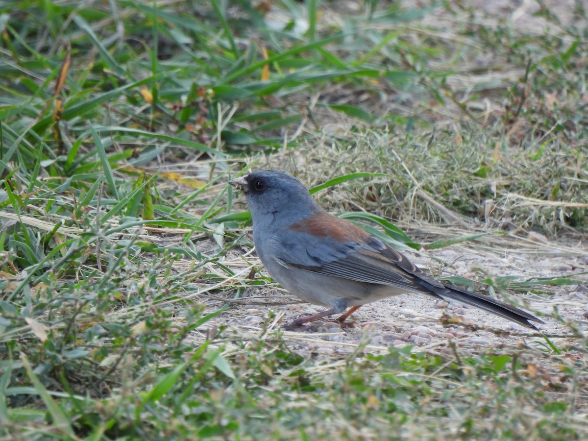strnadec zimní (ssp. caniceps) - ML643522531
