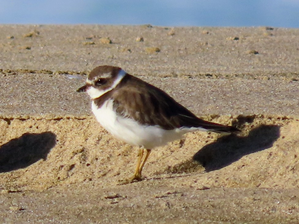 Semipalmated Plover - ML643522535