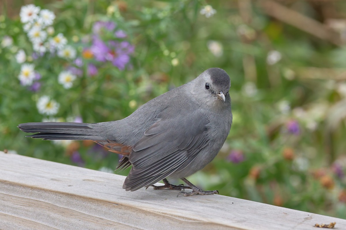 Gray Catbird - ML643522536