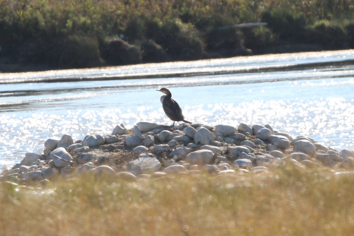 Double-crested Cormorant - ML643522539