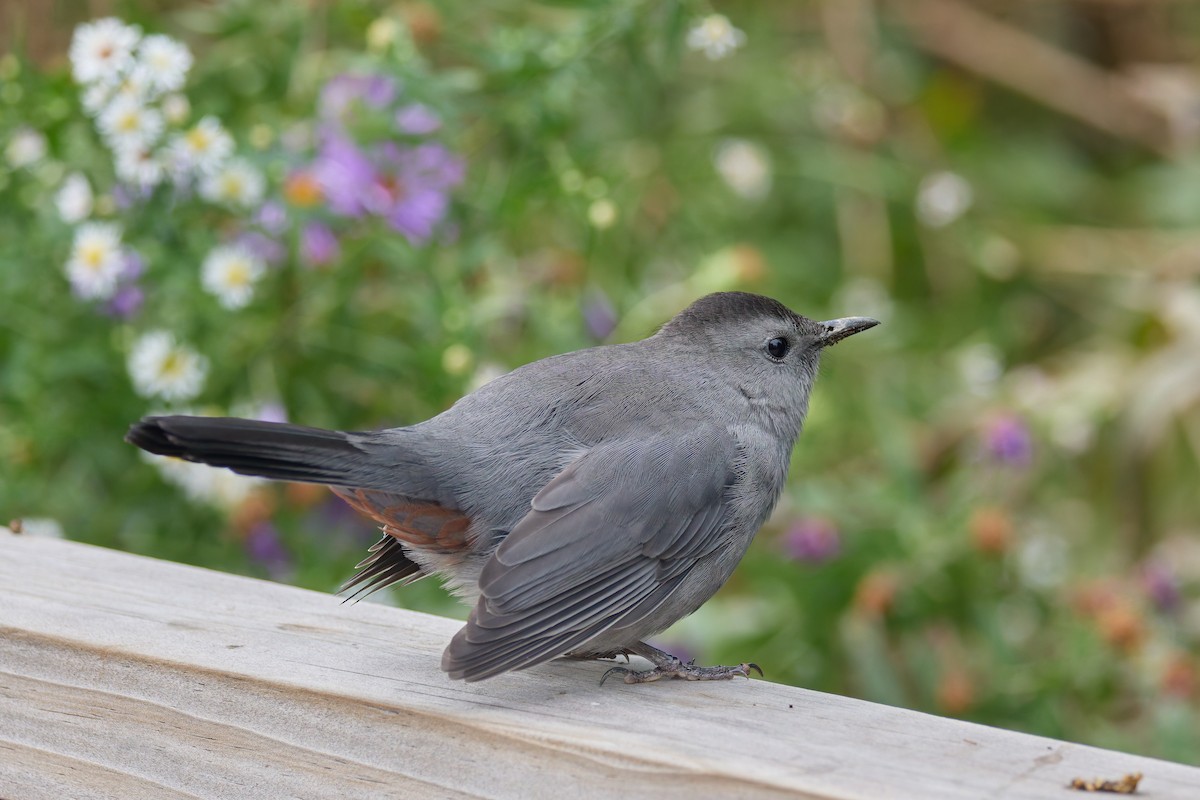 Gray Catbird - ML643522540