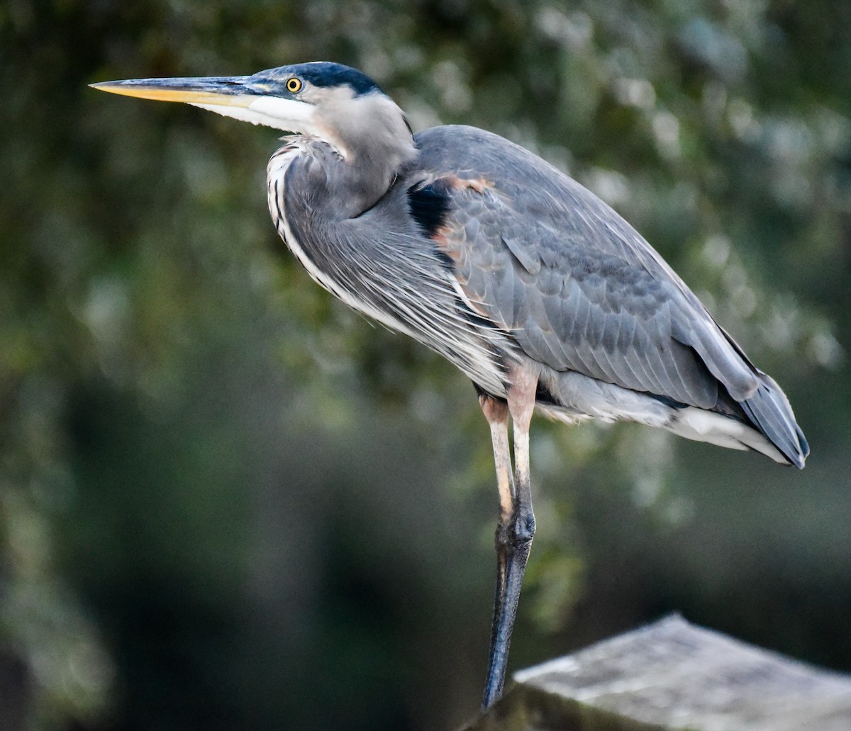 Great Blue Heron - ML643522545