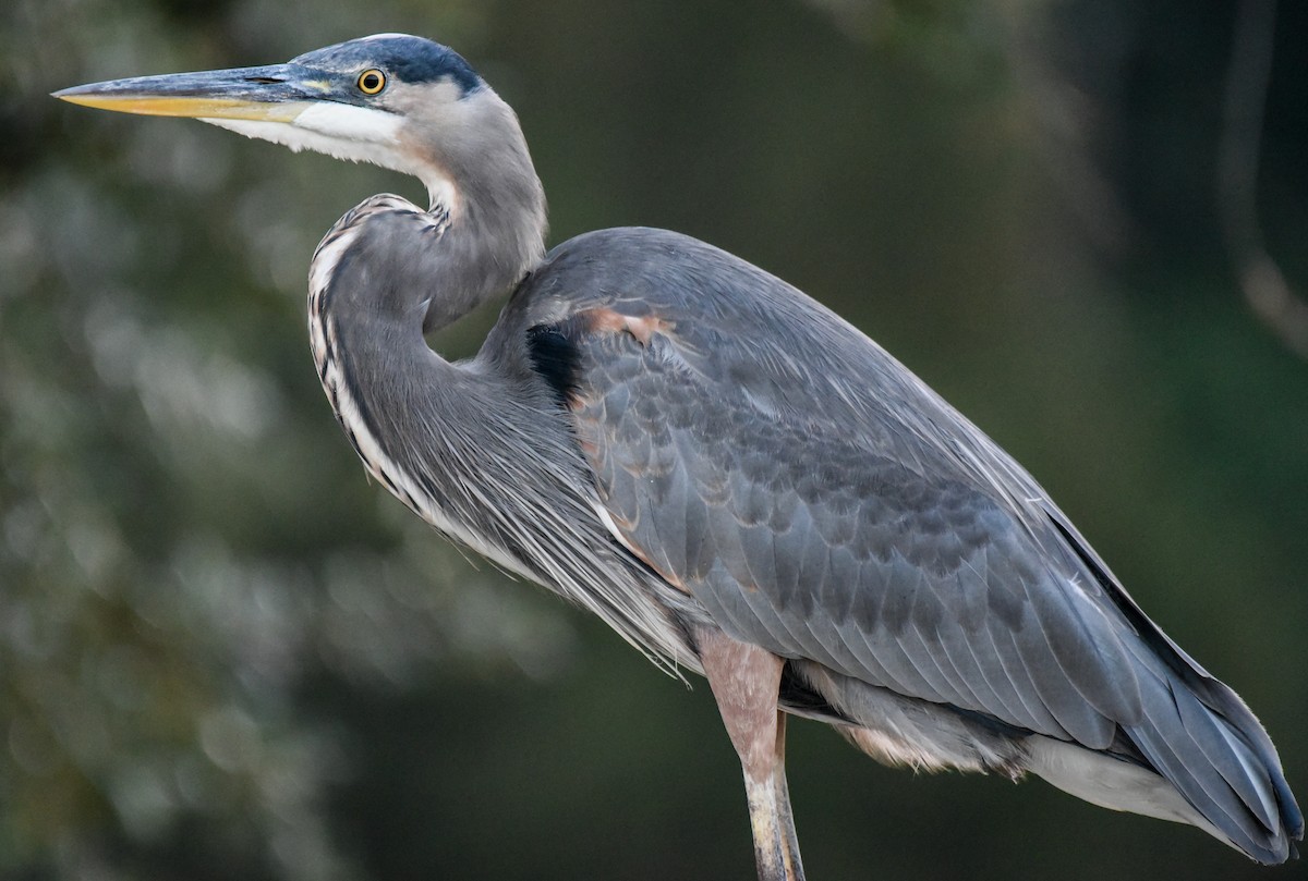 Great Blue Heron - ML643522546