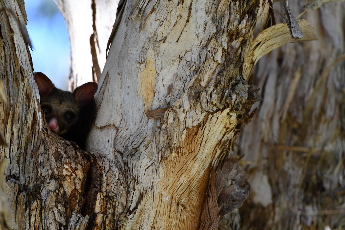 Brush-tailed Possums - ML643522547