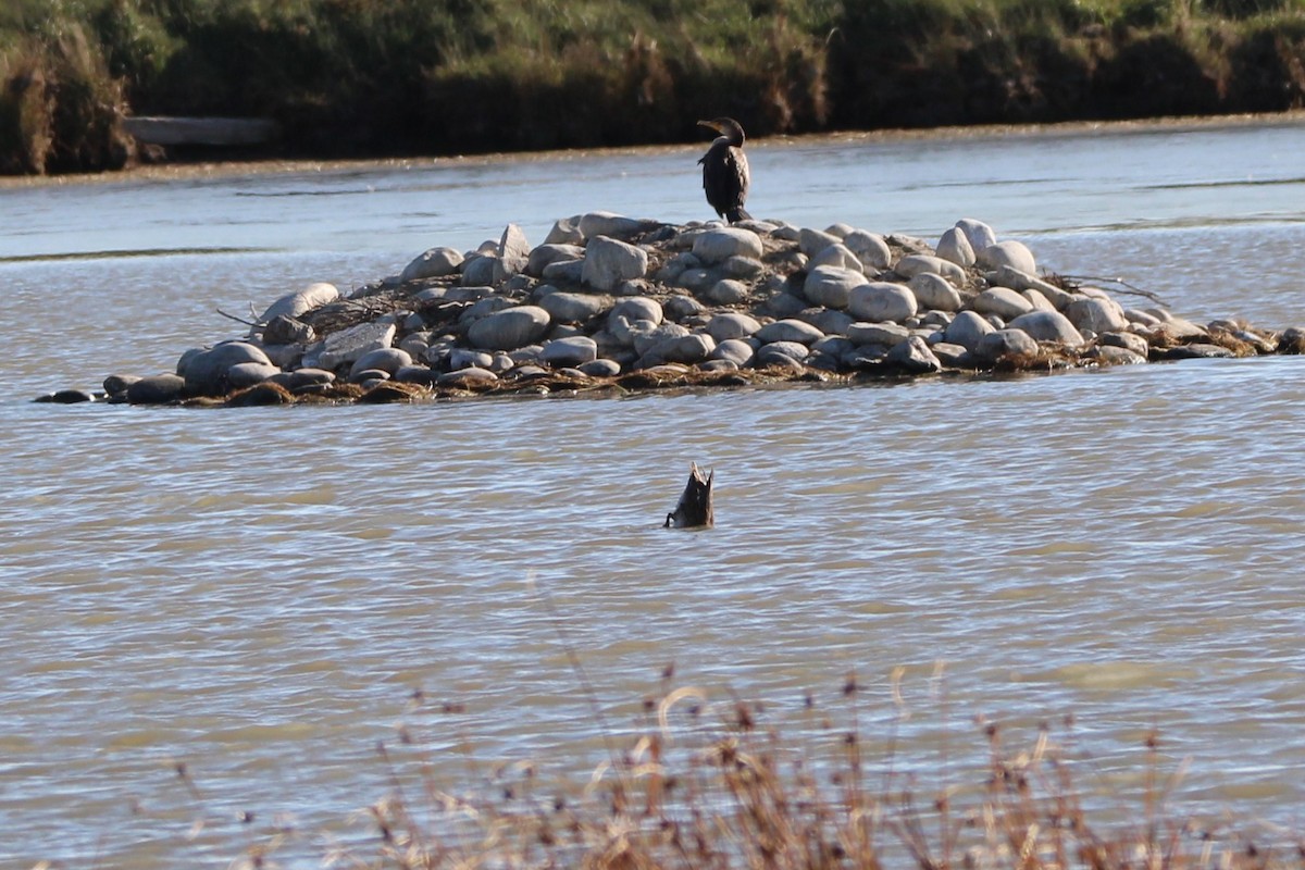 Double-crested Cormorant - ML643522548