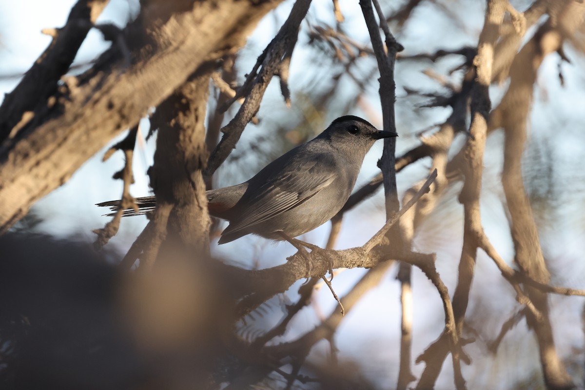 kattespottefugl - ML643522562