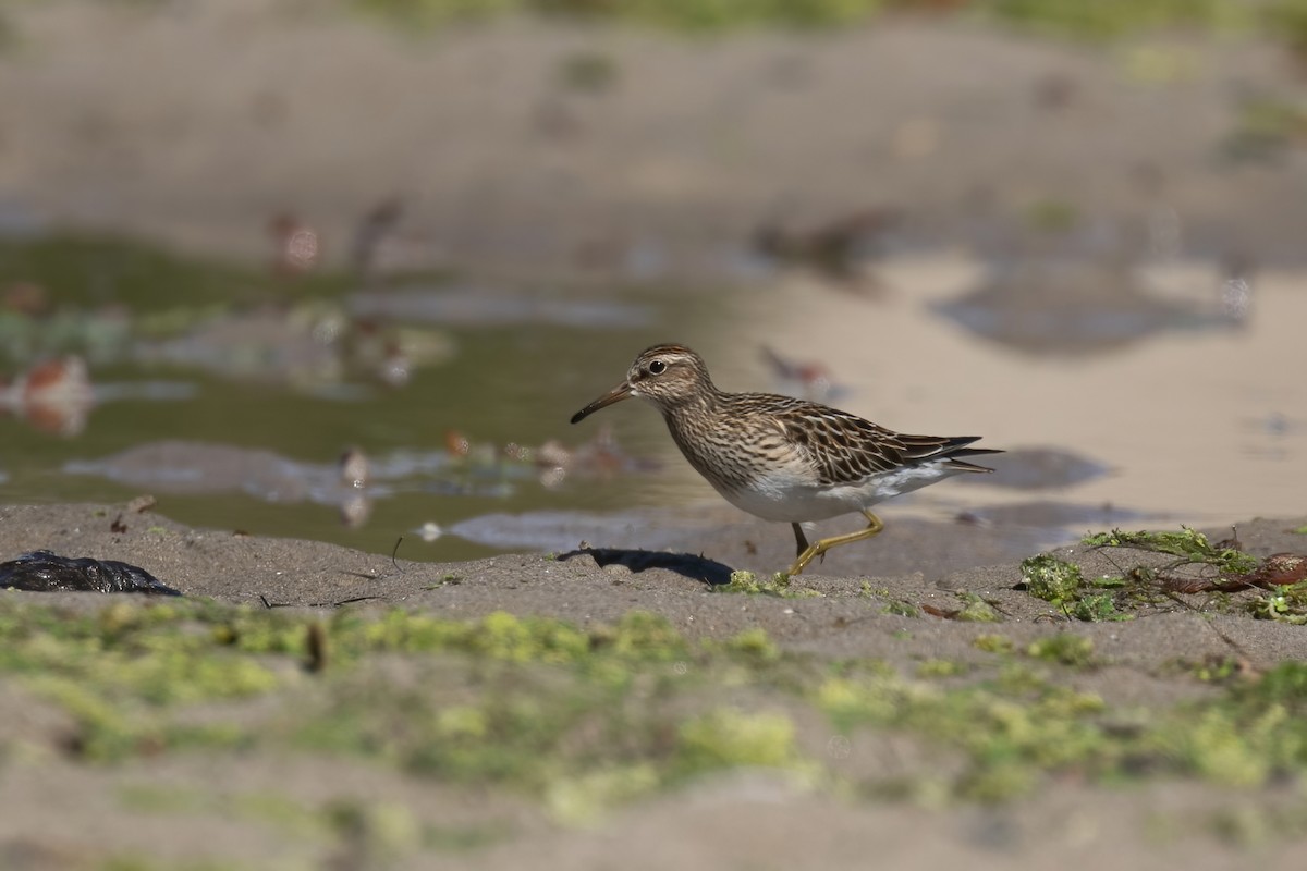 Pectoral Sandpiper - ML643522570