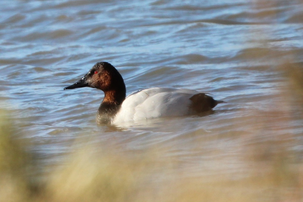 Canvasback - ML643522579