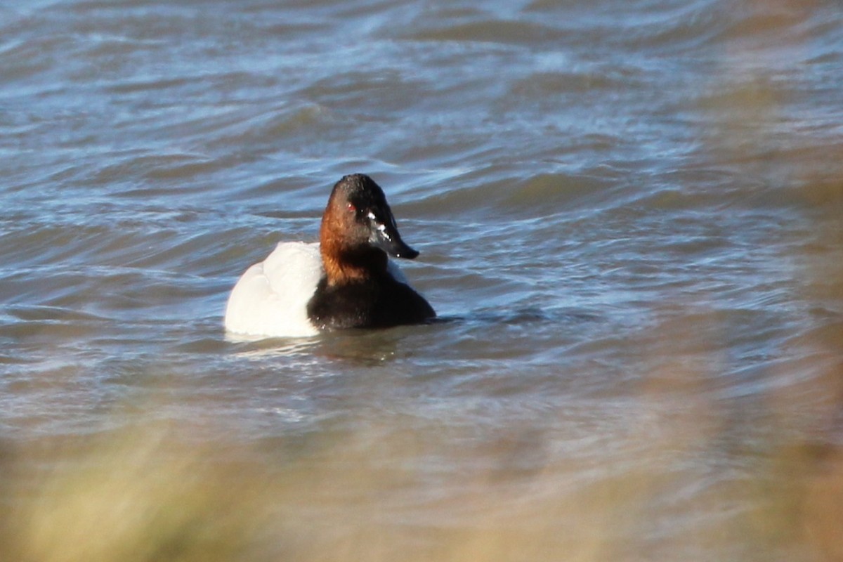 Canvasback - ML643522608