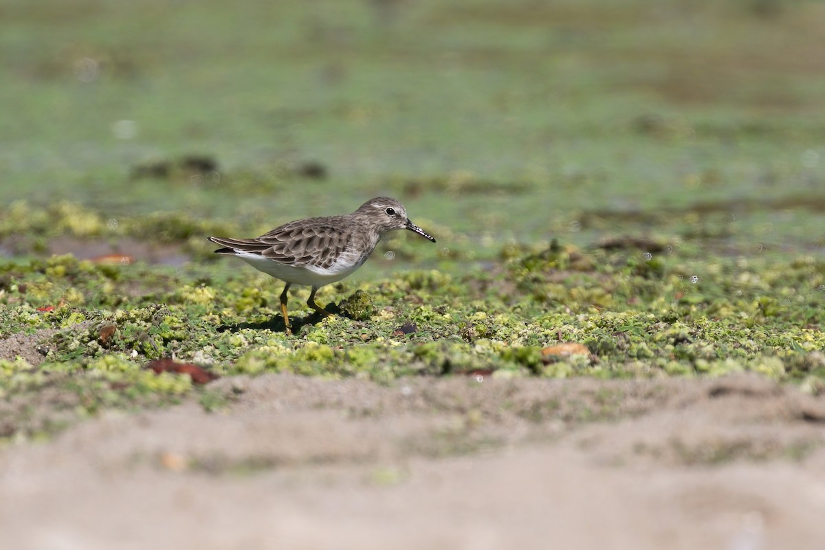 pygmésnipe - ML643522609