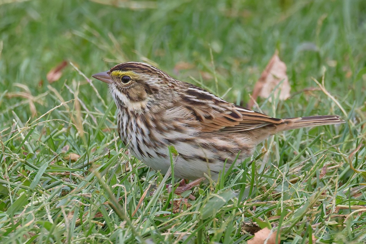 Savannah Sparrow (Savannah) - ML643522612