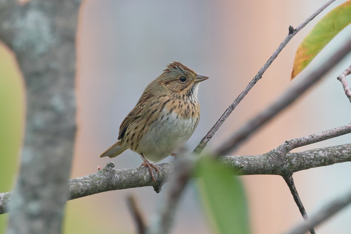 Lincoln's Sparrow - ML643522613