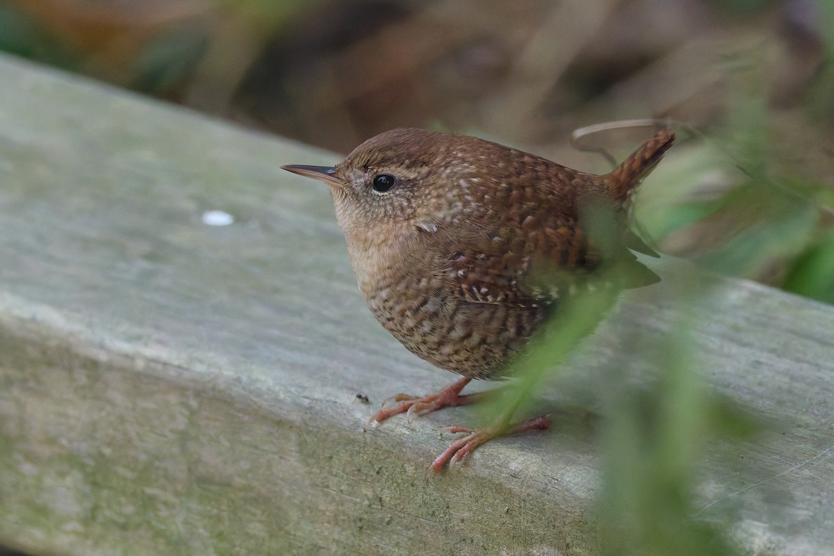 Winter Wren - ML643522614