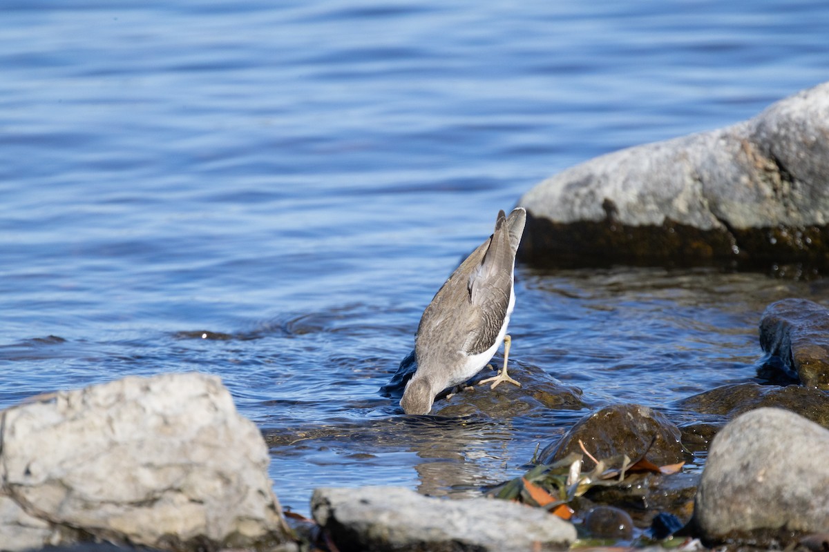Spotted Sandpiper - ML643522630