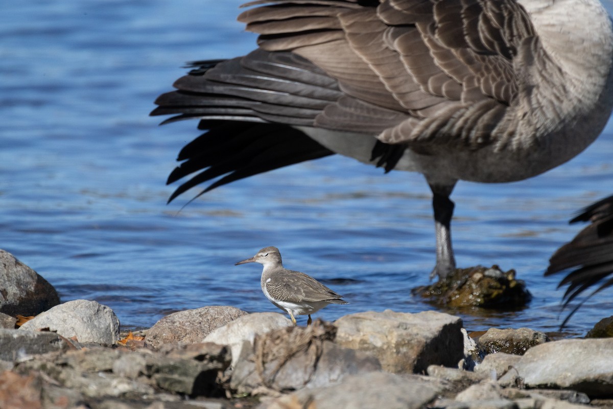 Spotted Sandpiper - ML643522631