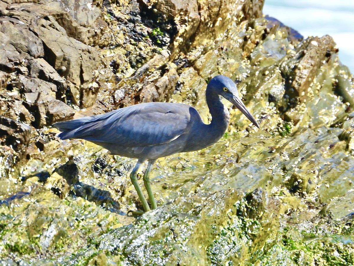 Pacific Reef-Heron - ML643522652