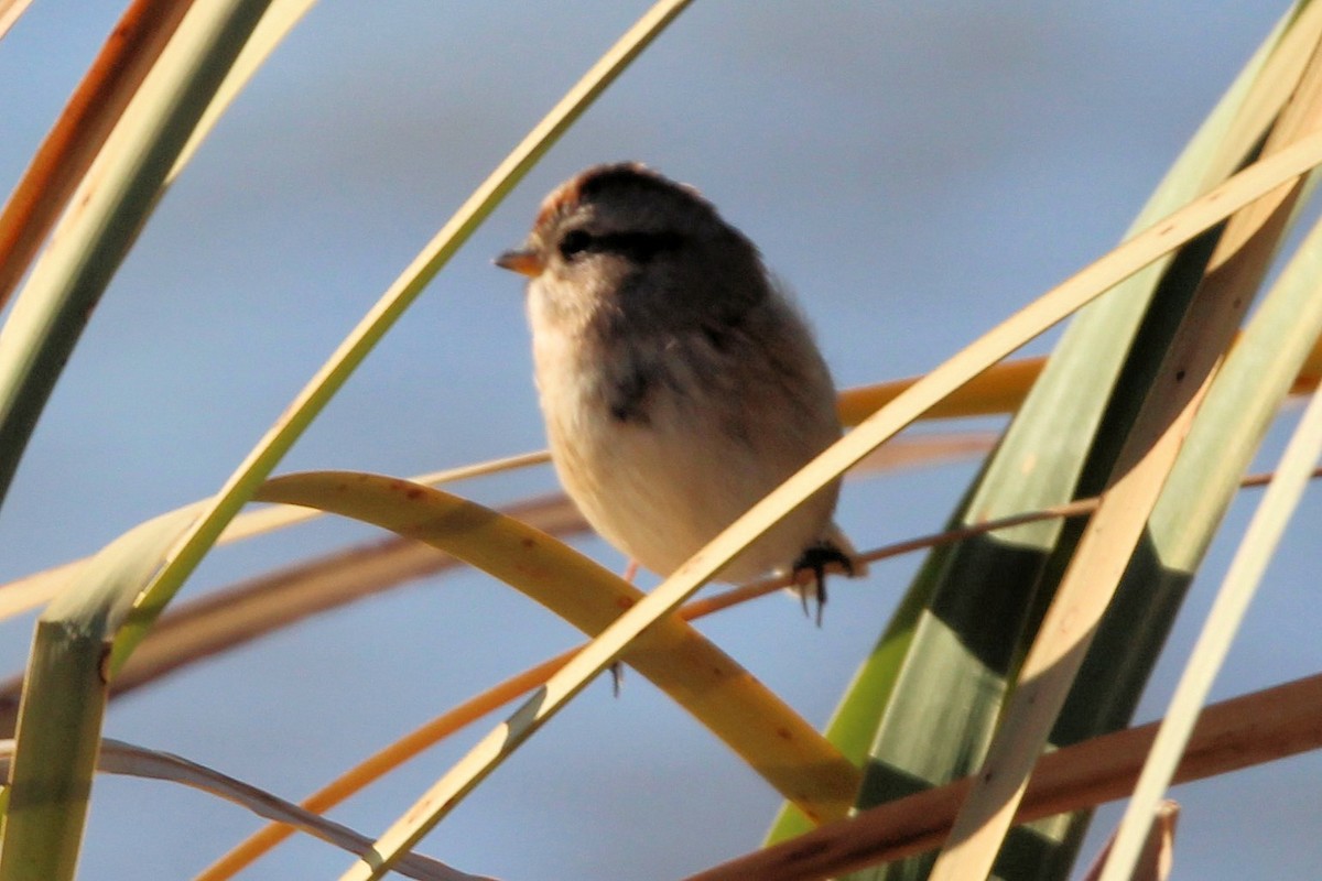 American Tree Sparrow - ML643522658