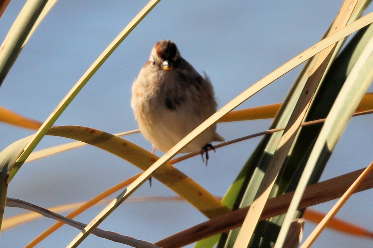 American Tree Sparrow - ML643522670