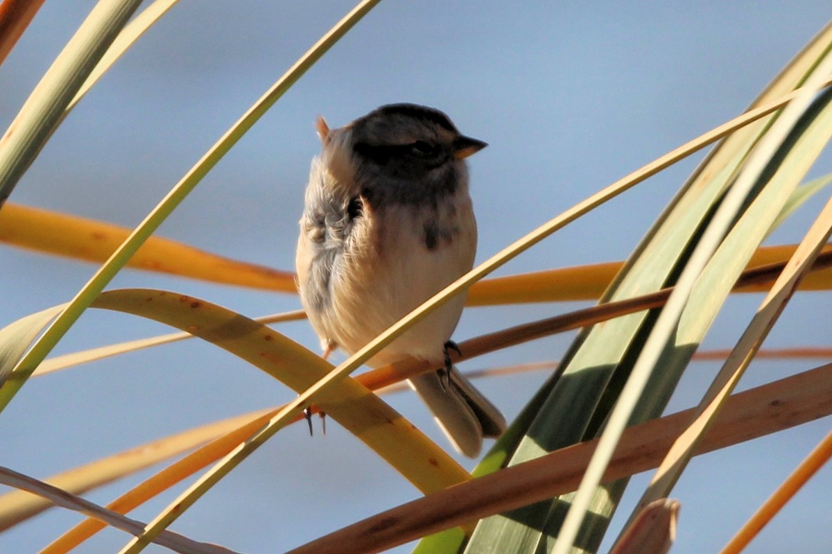 American Tree Sparrow - ML643522683