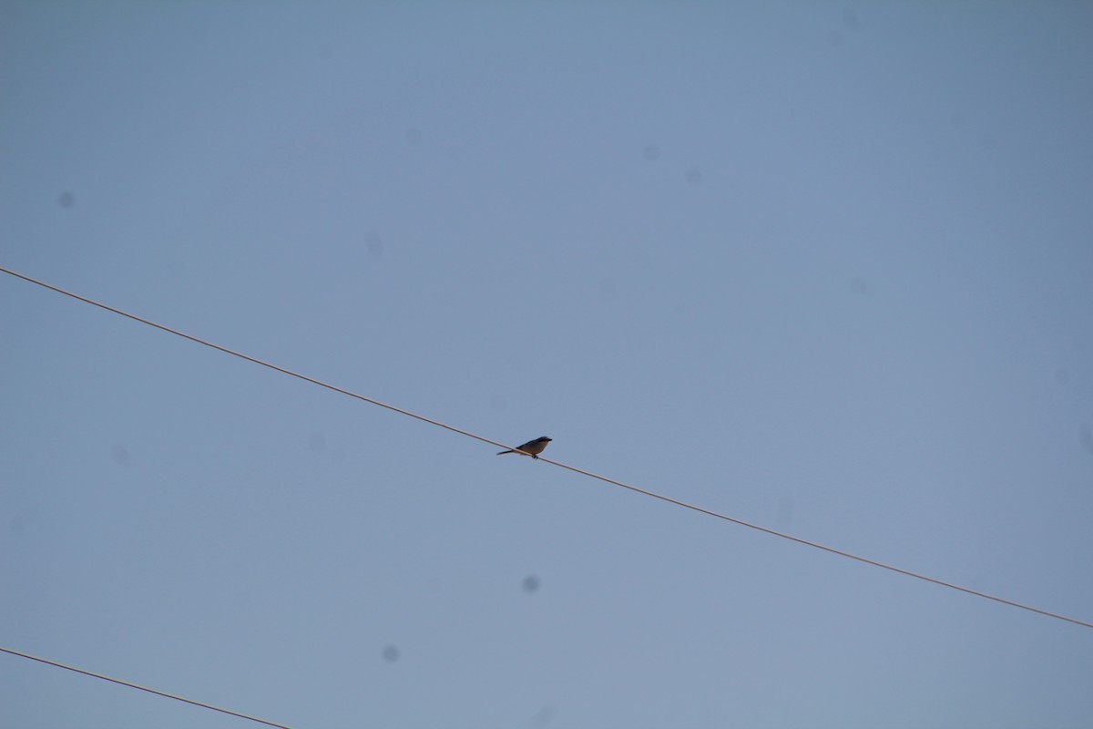 Loggerhead Shrike - ML643522684