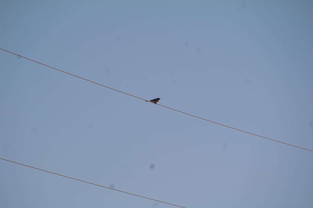 Loggerhead Shrike - ML643522686