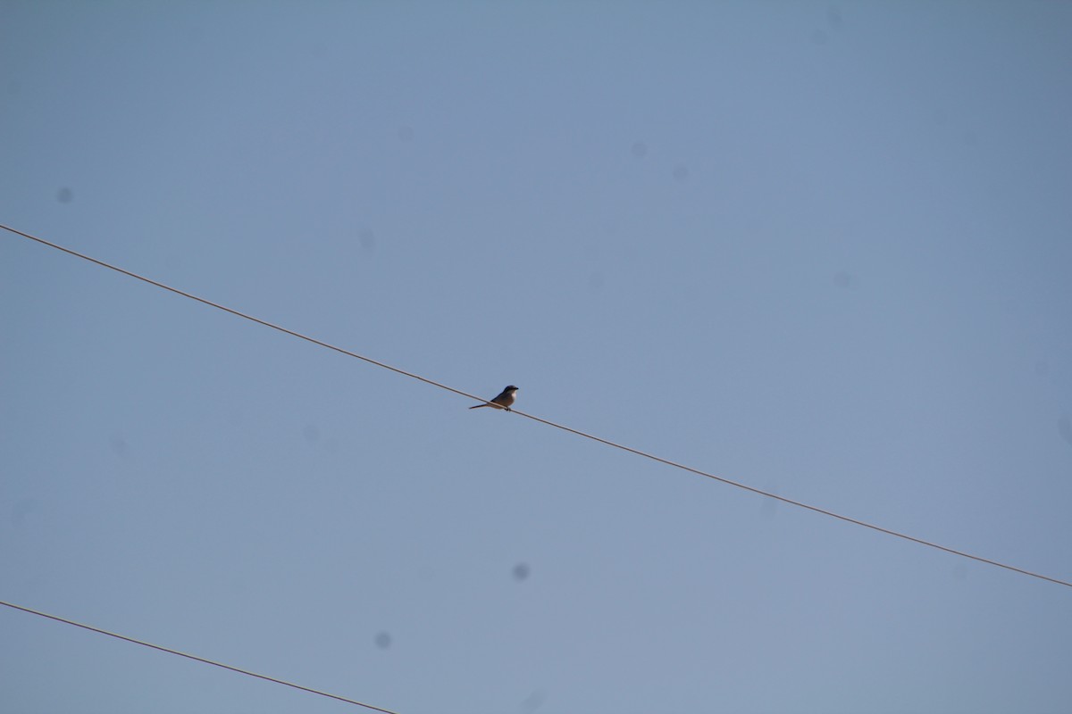 Loggerhead Shrike - ML643522692