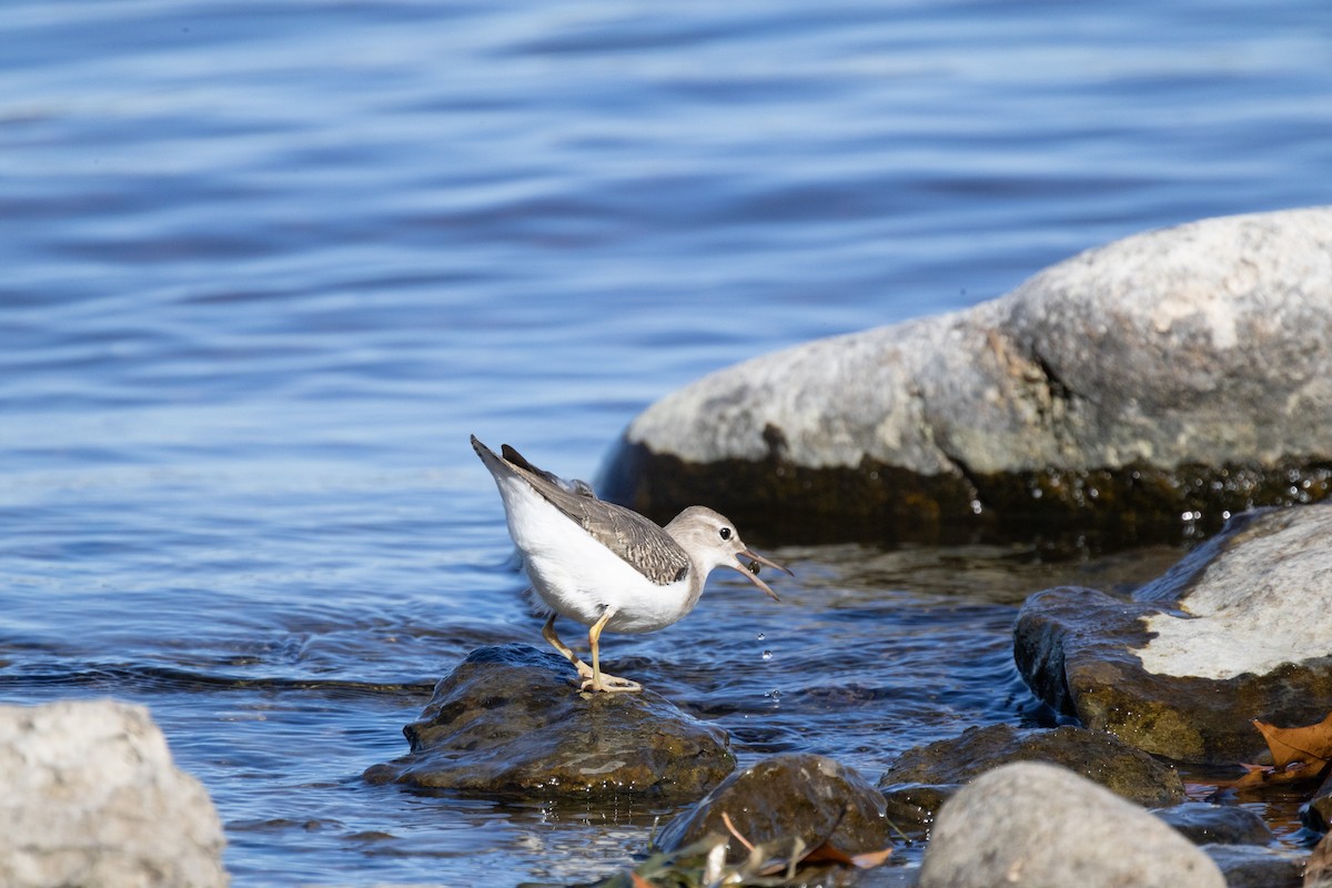 Spotted Sandpiper - ML643522703