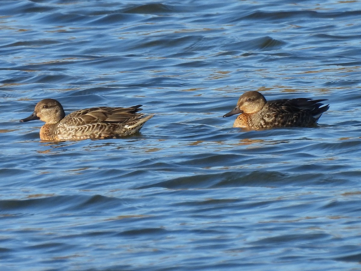 Green-winged Teal - ML643522704