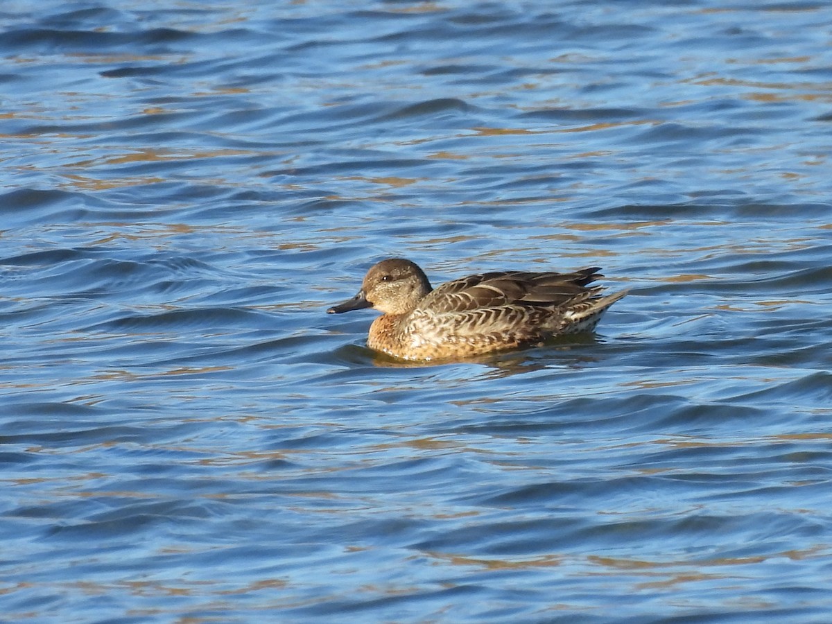 Green-winged Teal - ML643522705
