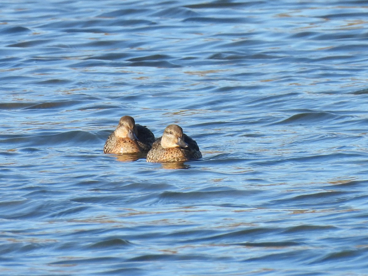 Green-winged Teal - ML643522706