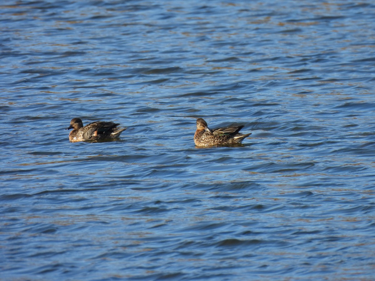 Green-winged Teal - ML643522707
