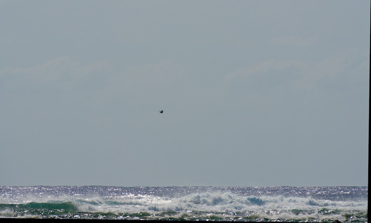 Peregrine Falcon - ML643522717