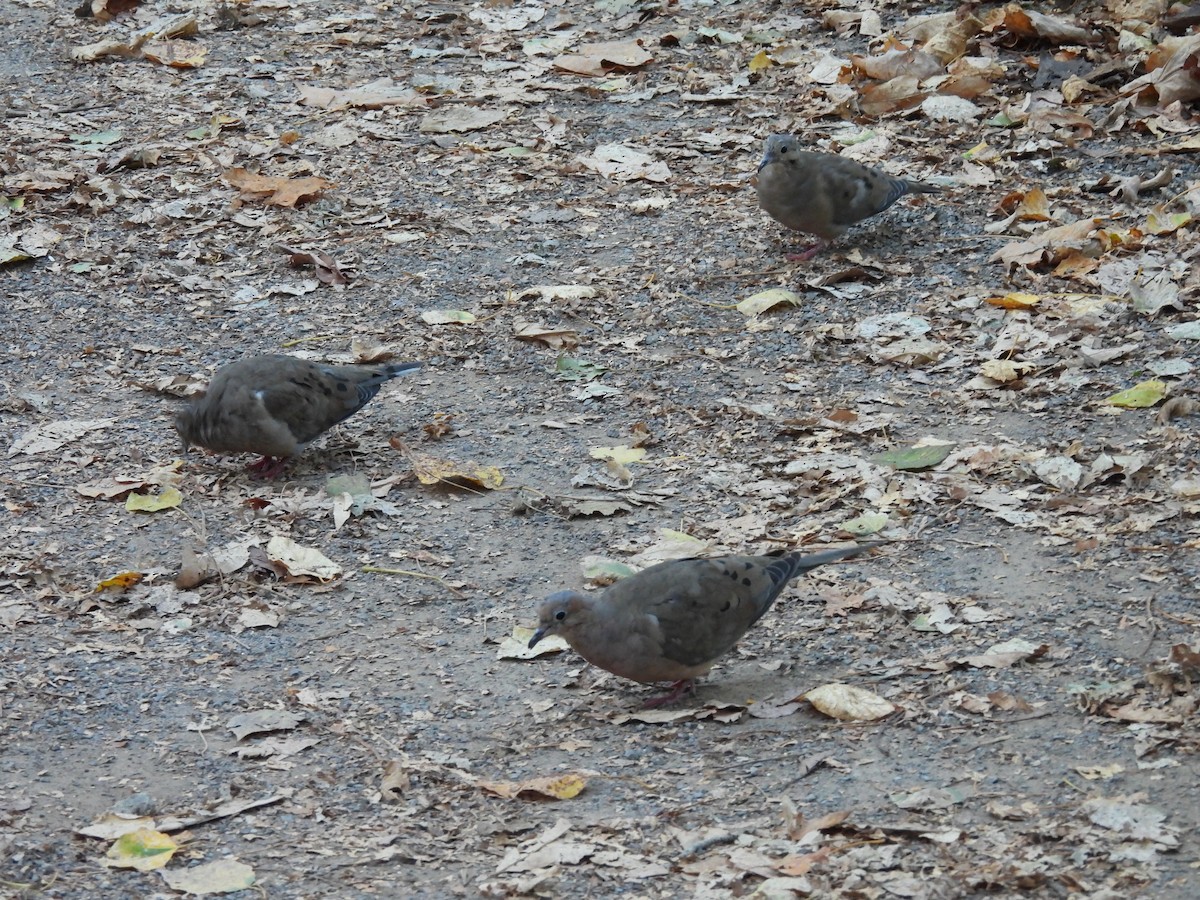 Mourning Dove - ML643522730
