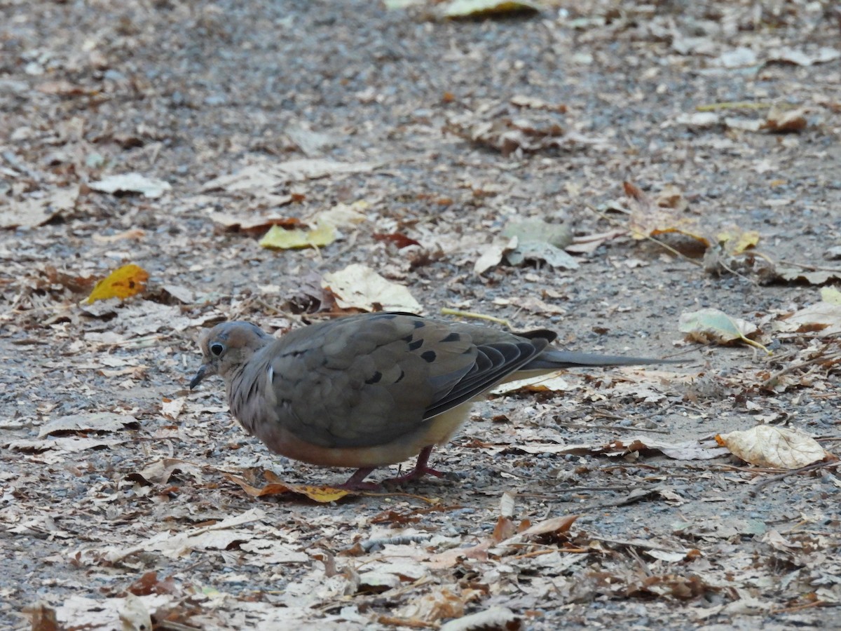 Mourning Dove - ML643522731