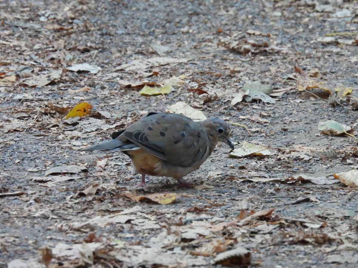 Mourning Dove - ML643522733