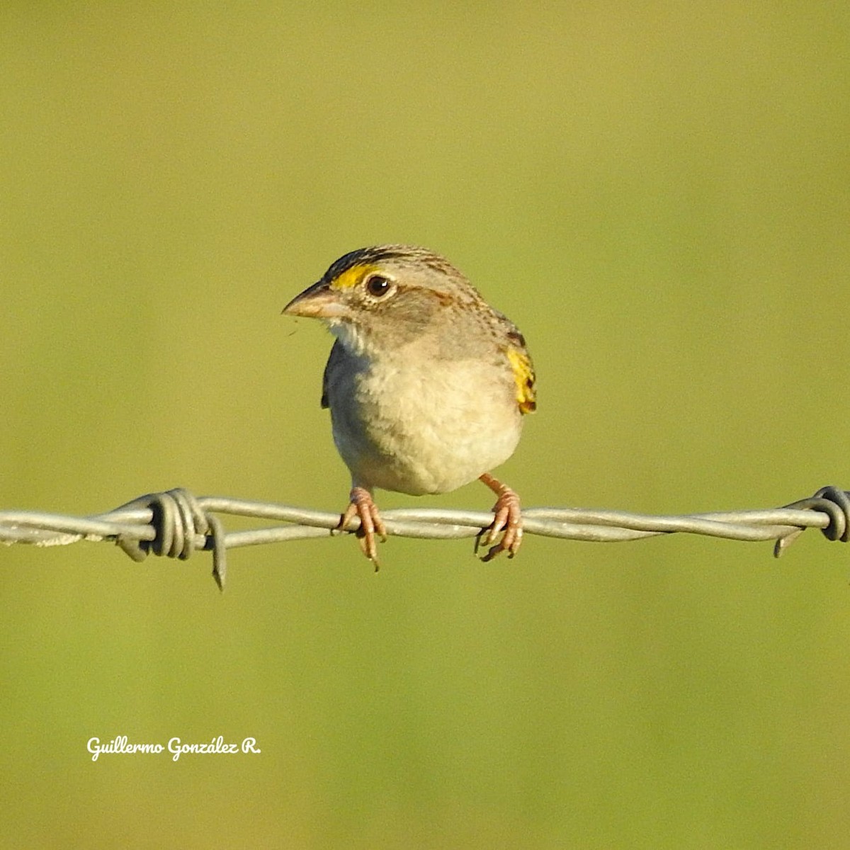 Grassland Sparrow - ML643522744