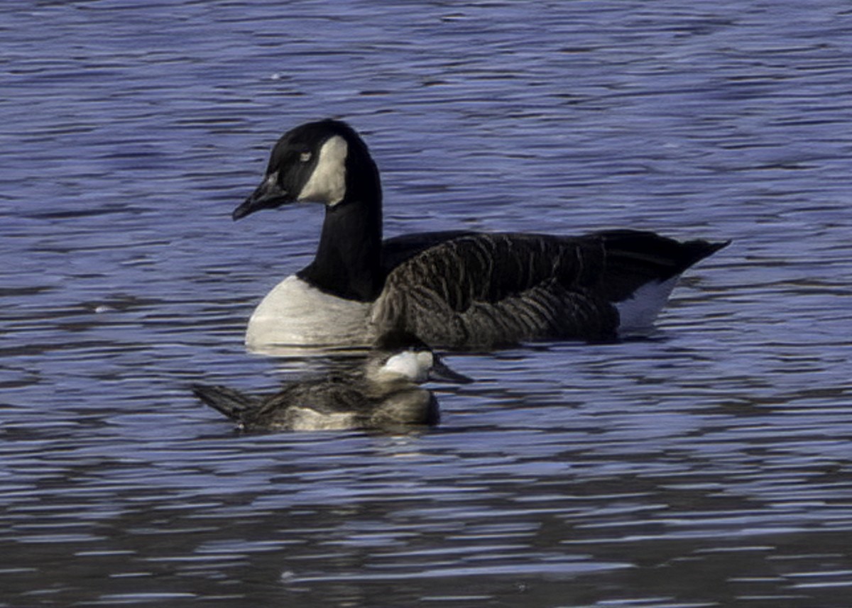 Ruddy Duck - ML643522750