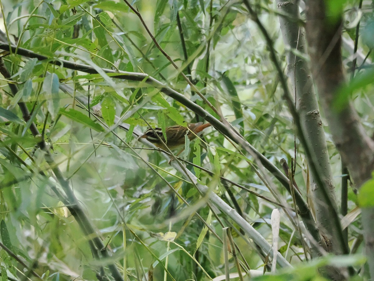 白眉鵐 - ML643522760