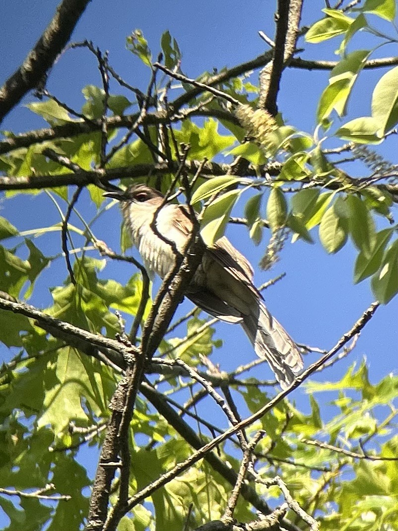 Black-billed Cuckoo - ML643522769