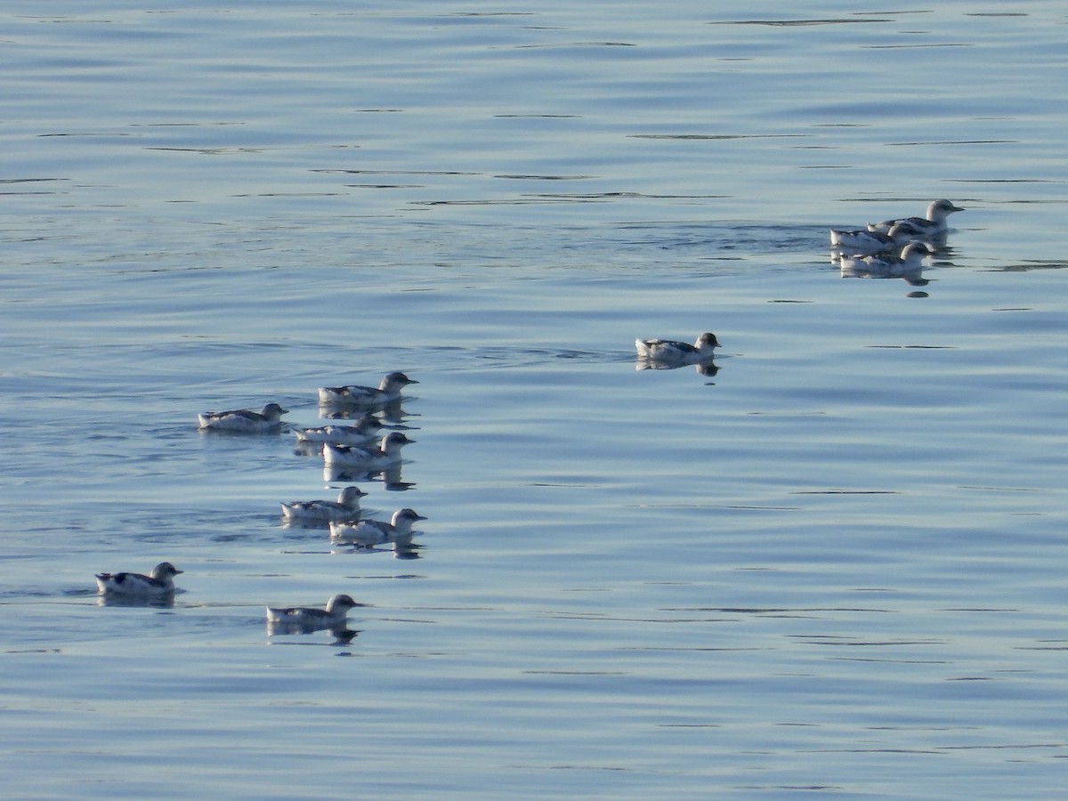 Pigeon Guillemot - ML643522786