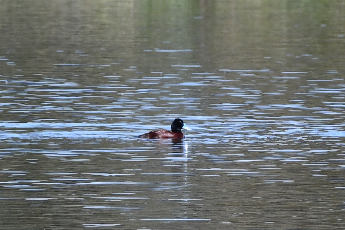 Blue-billed Duck - ML643522791