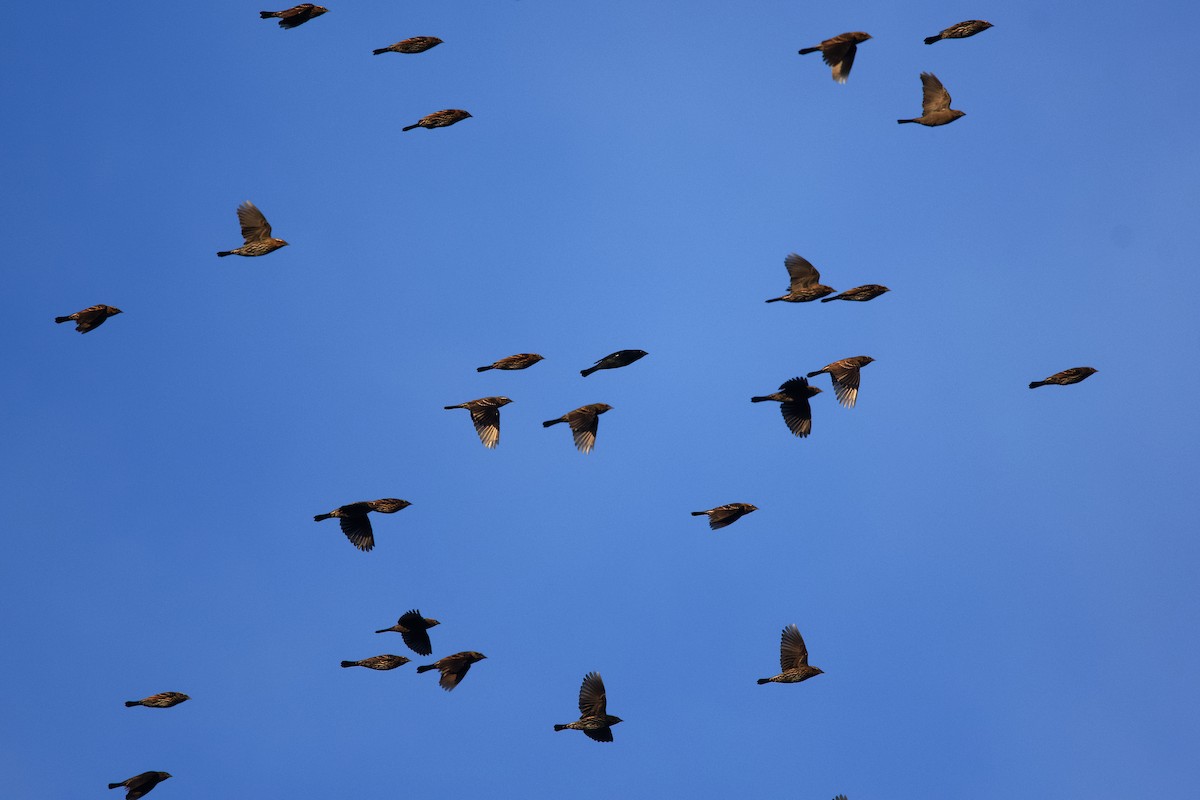 Brown-headed Cowbird - ML643522793