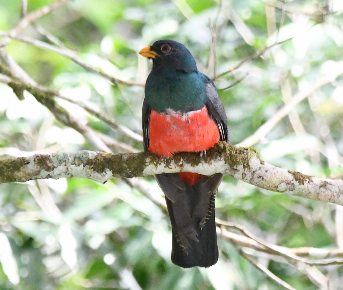 Black-tailed Trogon - ML643522800