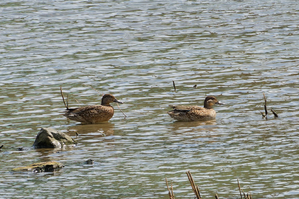 Green-winged Teal - ML643522802