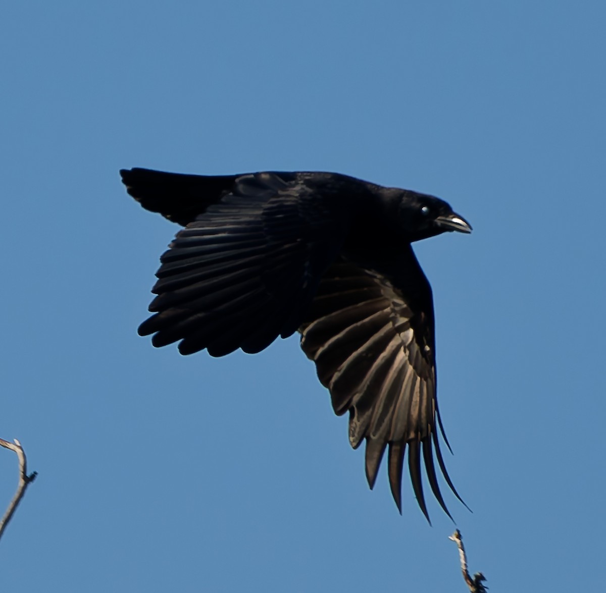 American Crow - ML643522803
