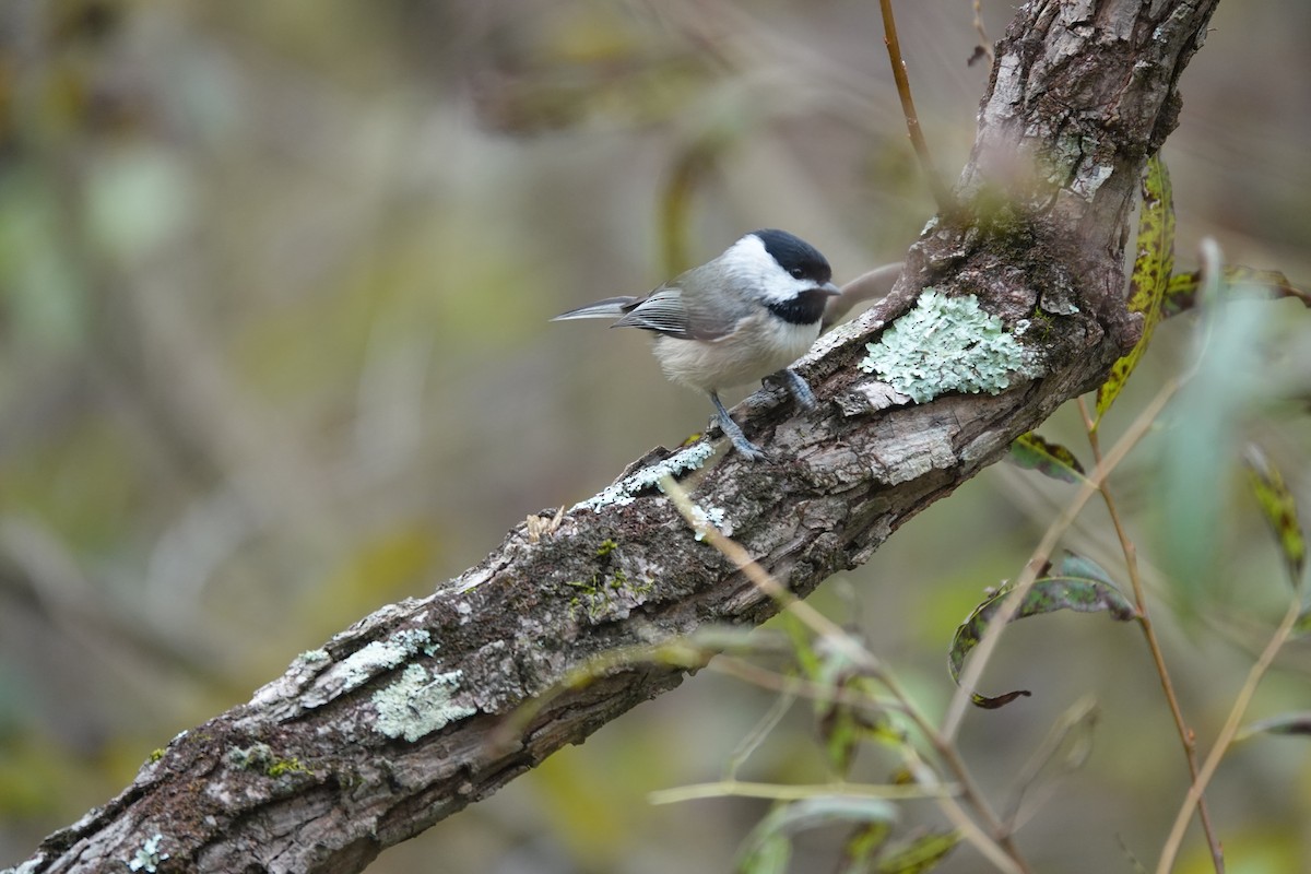 Carolina Chickadee - ML643522845