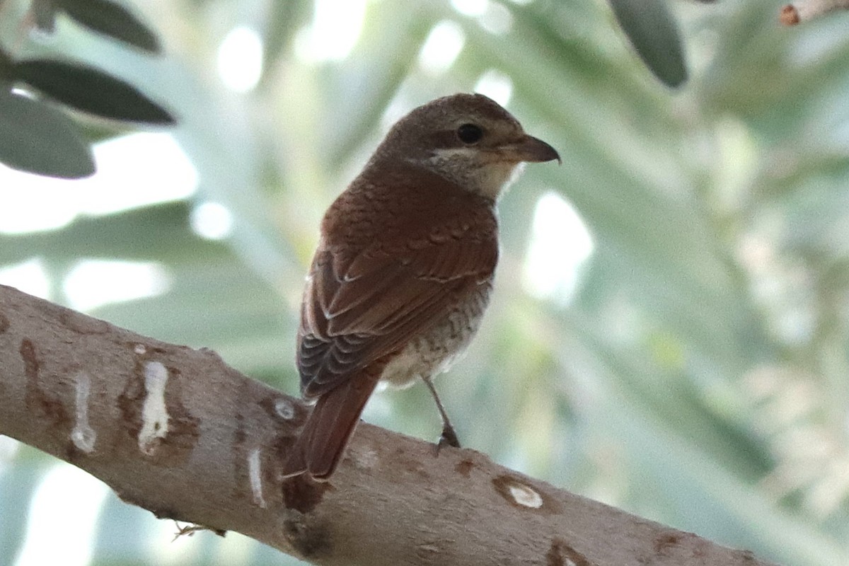 Averla piccola - ML643522853